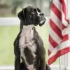 Freedom Insurance Group